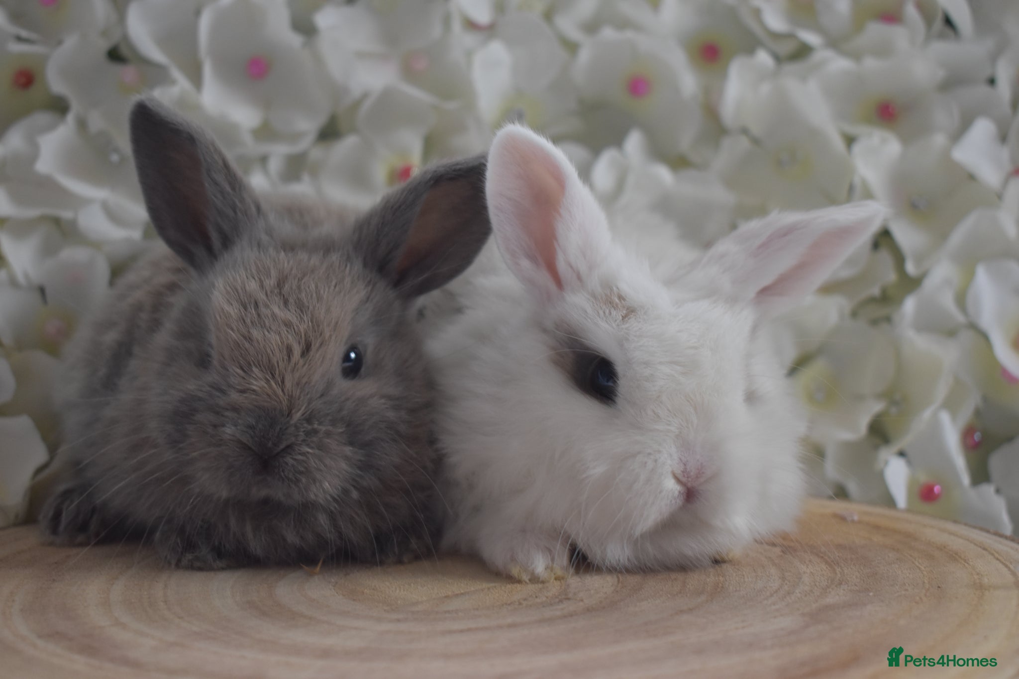 Mini Lop rabbits Mini lop X bunnies - Advert 1