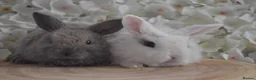 Mini Lop rabbits for sale: Mini lop X bunnies - Advert 1