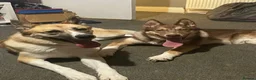 Huskita dogs for sale: Gorgeous and energetic huskita male puppy for sale in Blairgowrie - Advert 1