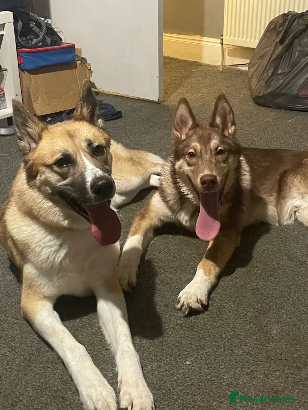 Huskita dogs for sale: Gorgeous and energetic huskita male puppy for sale in Blairgowrie - Advert 1