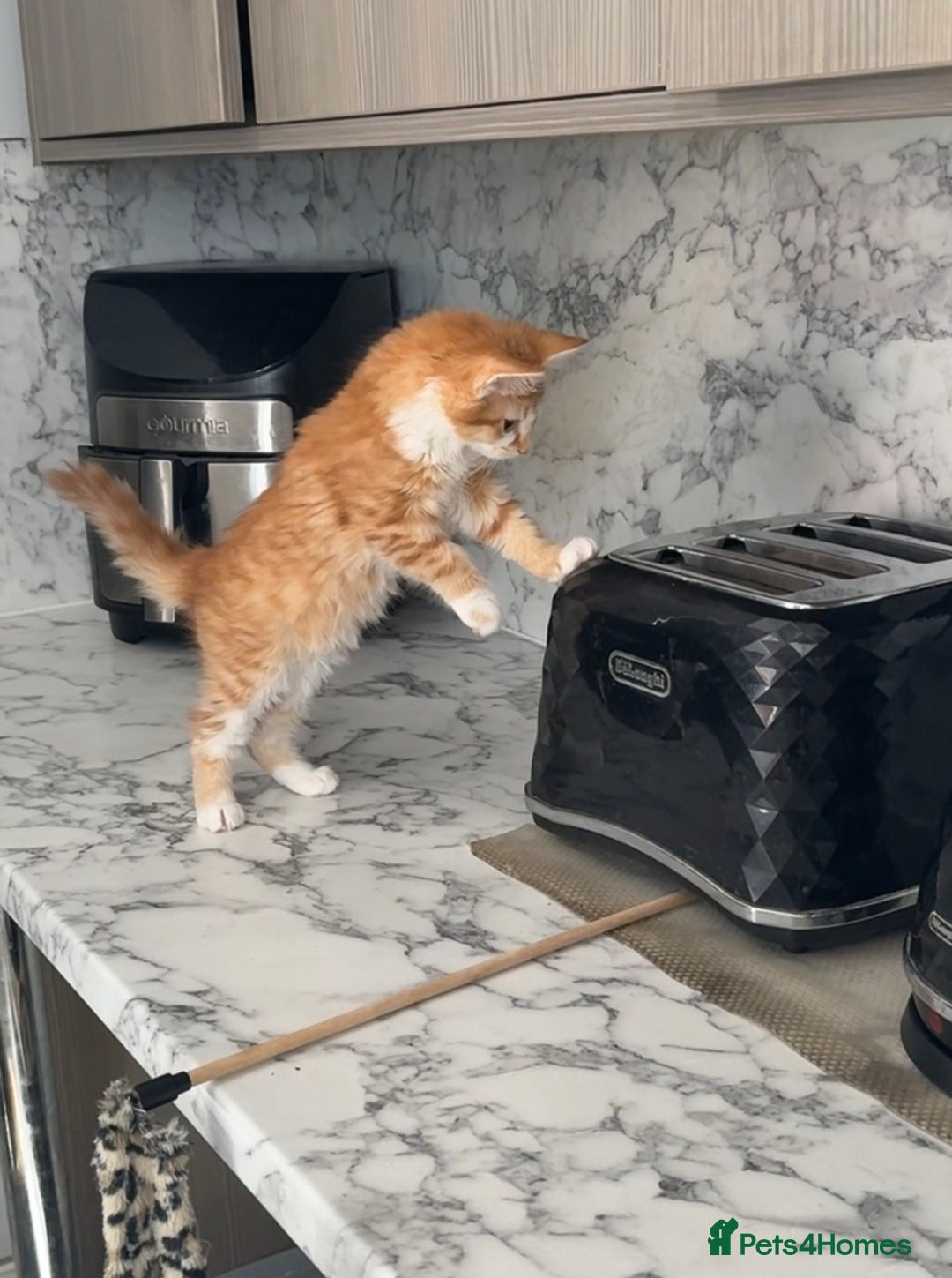 Maine Coon cats for sale: Beautiful Part Maine Coon Female Kitten - Image 11