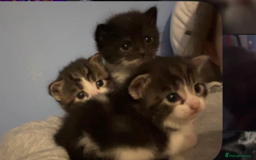 Mixed Breed cats for sale: White and grey Tabby 1M/1F ready 19 Feb - Advert 1