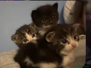 Mixed Breed cats White and grey Tabby 1M/1F ready early Feb - Advert 1