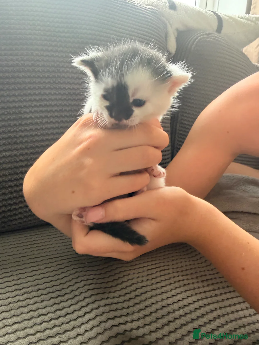 Domestic Shorthair cats for sale: kitten for sale  - Advert 2