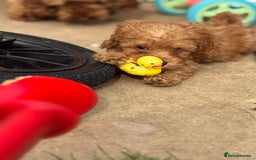 Miniature Poodle dogs for sale: Gorgeous apricot miniature poodle puppies - Image 6