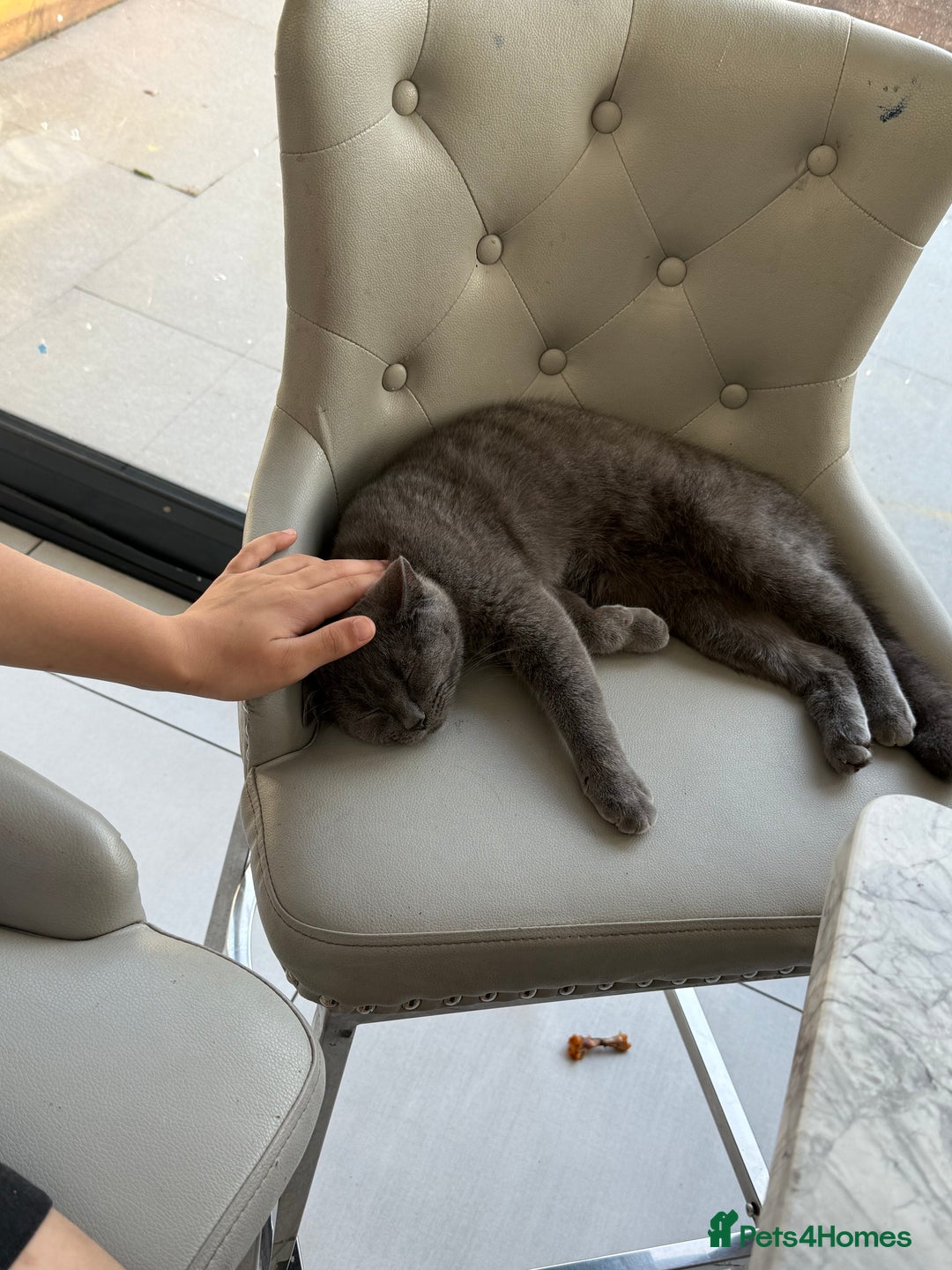 British Shorthair cats for sale: British Short Hair for sale - Image 3