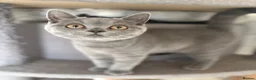 British Shorthair cats for sale: last 3 girls*TICA reg. British shorthair kittens - Advert 7