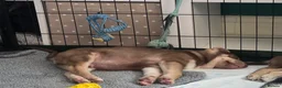 Mixed Breed dogs for sale: Husky cross staffy puppies  - Advert 16