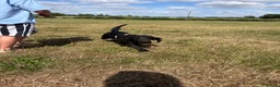 Cocker Spaniel dogs for sale: Rosie - Cocker Spaniel in Kidderminster - Advert 9