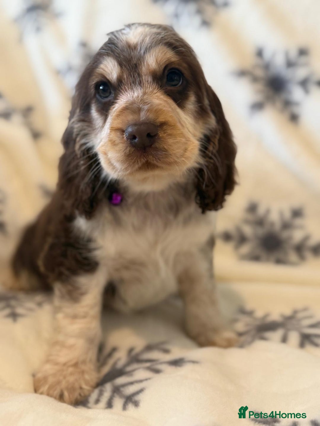 Cocker Spaniel dogs for sale: Cocker pups  - Image 15