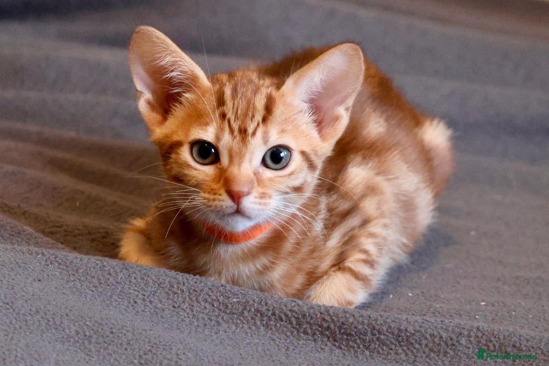 Ocicat cats for sale: Stunning Ocicat Kittens in Aberdeenshire - Advert 14