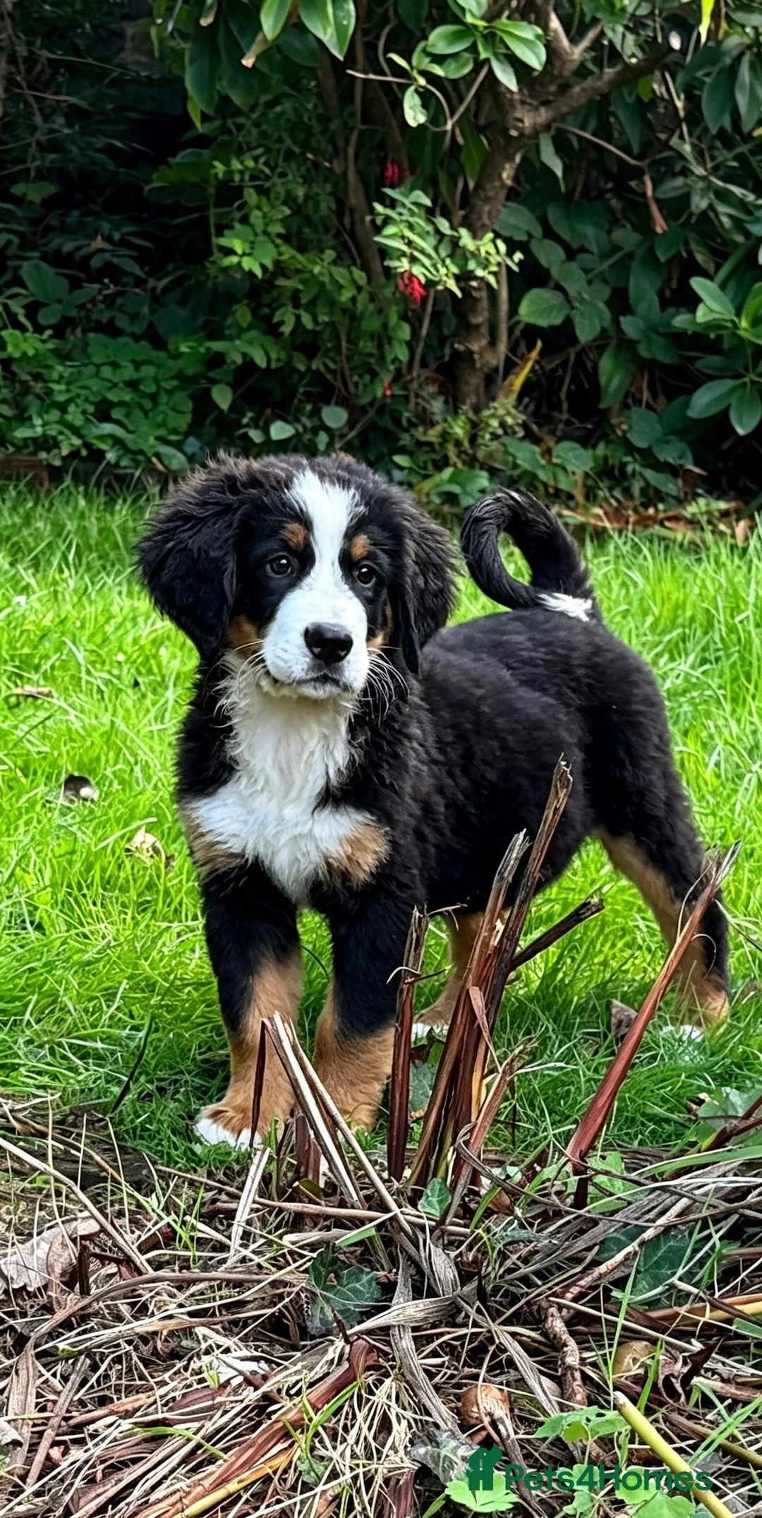 Bernedoodle dogs for sale: 2nd generation phantom female left. - Advert 2
