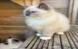 Ragdoll cats for sale: Absolute stunning gccf  blue mitted girl  - Image 7
