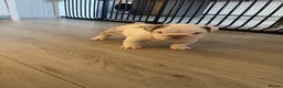 English Bulldog dogs for sale: ⭐️✨ English Bulldogs - KC Registered ⭐️✨ - Advert 33