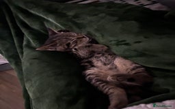 American Shorthair cats for sale: Tabby Kitten  - Image 13