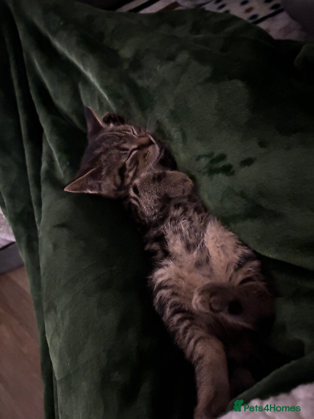 American Shorthair cats for sale: Tabby Kitten  - Image 13