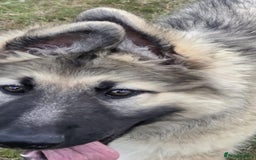German Shepherd dogs for sale: German Shepherd Puppy 5 - Beautiful long coated  - Image 6