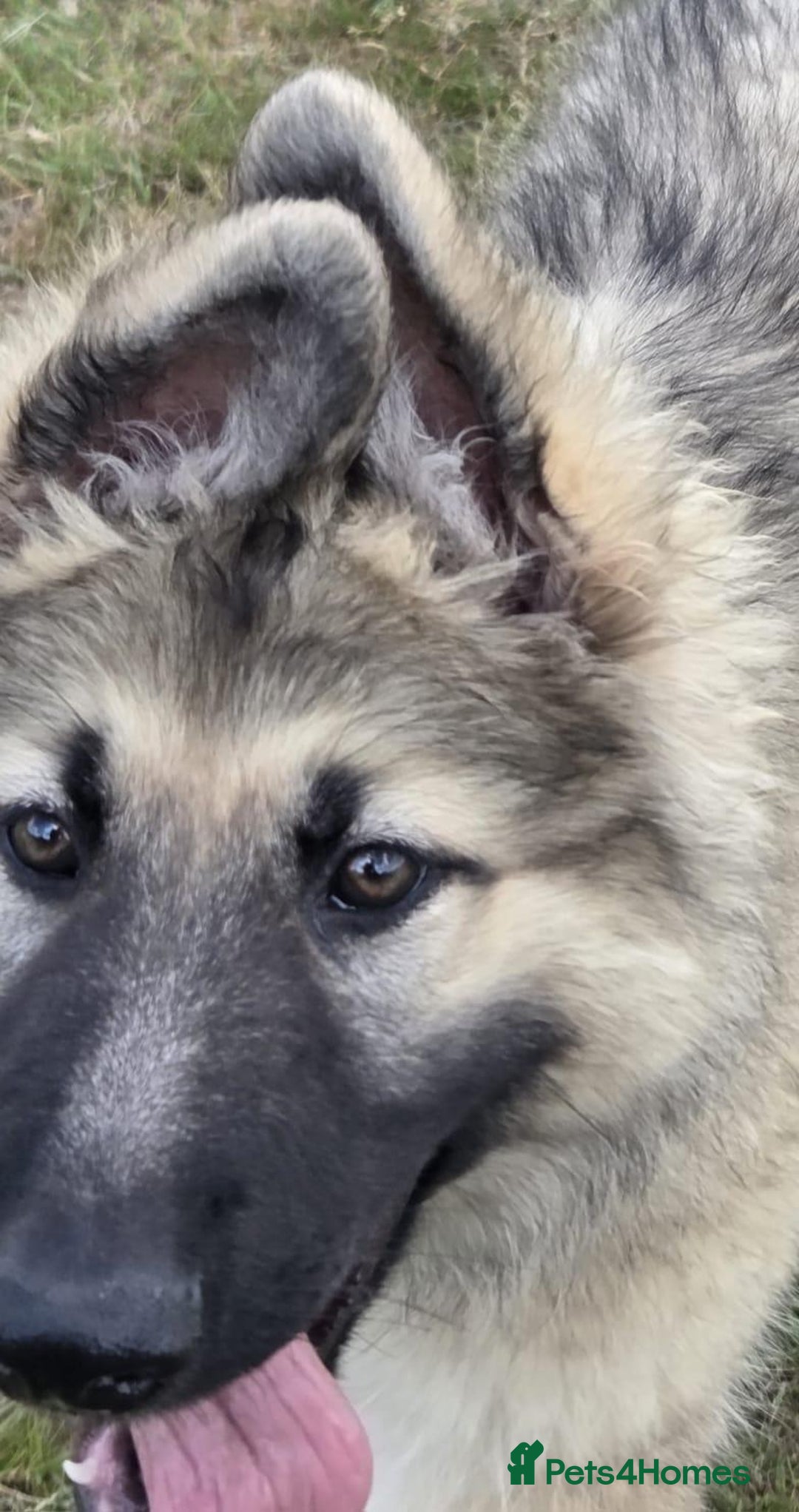 German Shepherd dogs for sale: German Shepherd Puppy 5 - Beautiful long coated  - Image 6