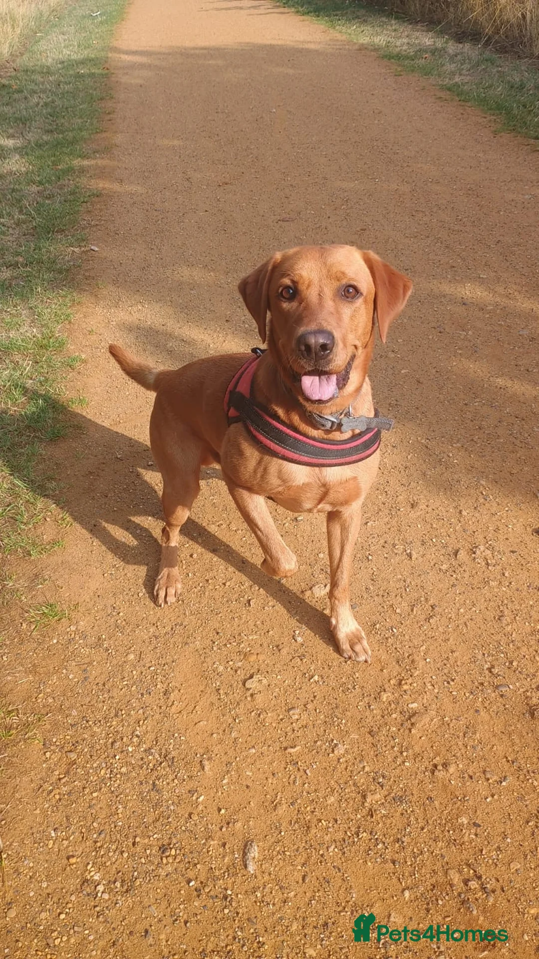 Labrador Retriever dogs for sale: Pedigree Red Fox Lab in Feltham - Advert 1