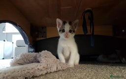 British Shorthair cats for sale: for sale 2 cheeky little monkeys  - Image 12
