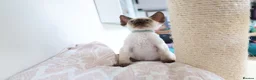 Devon Rex cats for sale: Devon rex kittens neutered  included in the price - Advert 15
