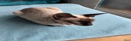 Mixed Breed cats for sale: Beautiful siamese mixed breed black kitten  in Stevenage - Advert 10