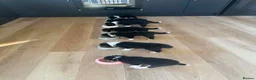 Border Collie dogs for sale: 2 Beautiful collies left ready to leave - Advert 9