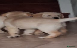 Labrador Retriever dogs for sale: Two handsome boys avaliable now - Image 3