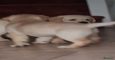 Labrador Retriever dogs - Advert 6