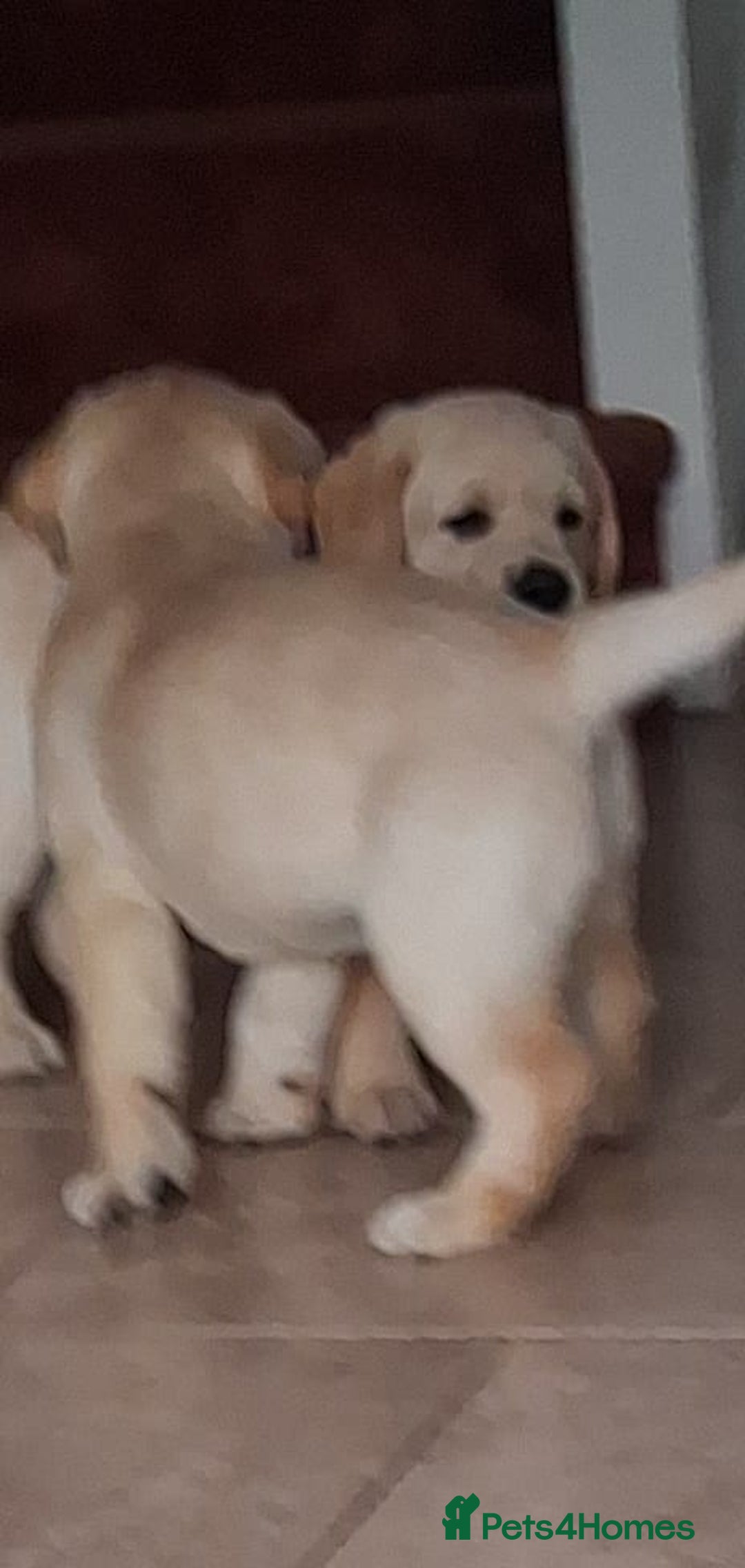 Labrador Retriever dogs for sale: Two handsome boys avaliable now - Image 3