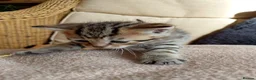 Mixed Breed cats for sale: Cat short hair british - Advert 6