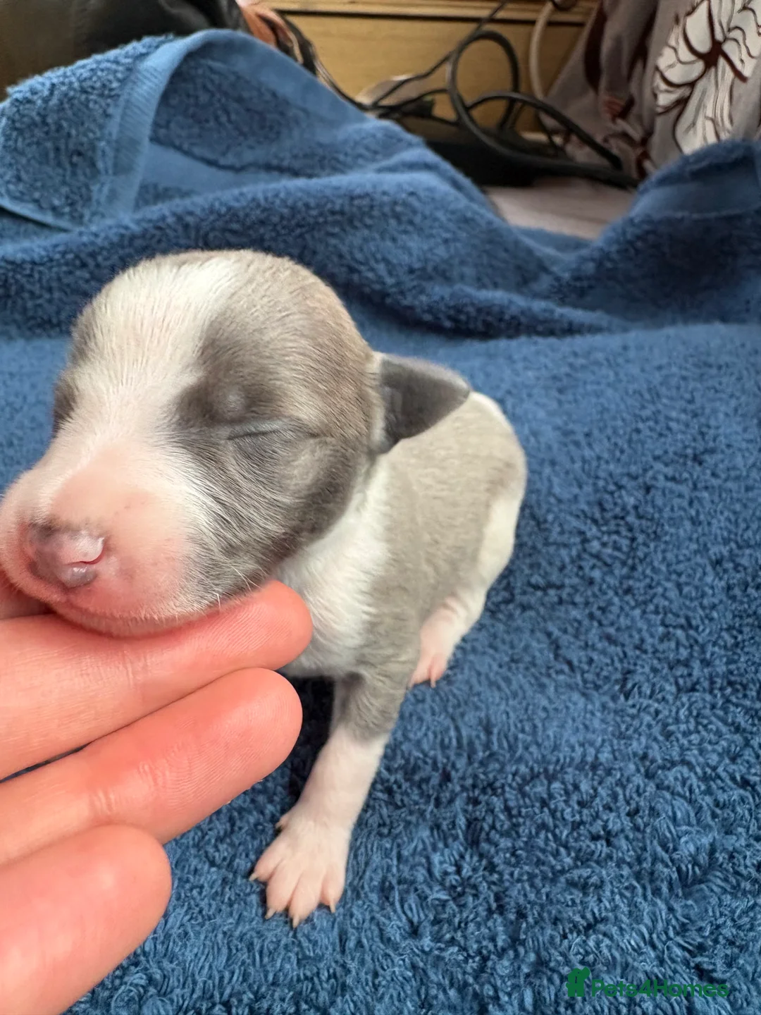 Whippet dogs for sale: 💕⭐️KC WHIPPET PUPS⭐️ 💕 - Advert 8