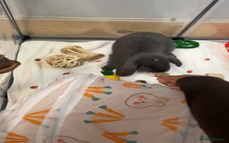 Mini Lop rabbits for sale: GREY MINI LOP FOR SALE - Image 1