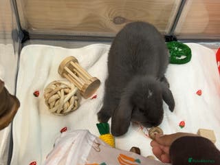 Mini Lop rabbits GREY MINI LOP FOR SALE - Advert 13