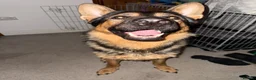 German Shepherd dogs for sale: German Shepard for Rehome in Chelmsford - Advert 2