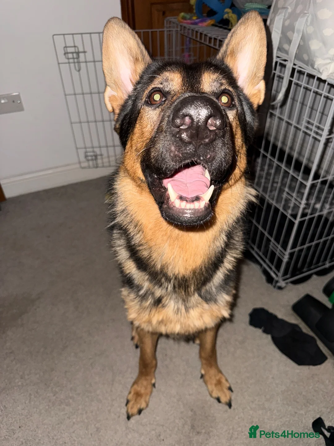 German Shepherd dogs for sale: German Shepard for Rehome in Chelmsford - Advert 2
