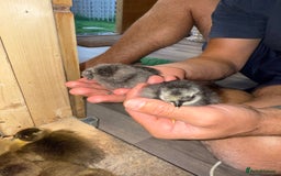 Ducks poultry for sale: Indian Runner Ducklings & Silkie Chics - Image 2
