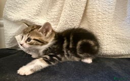 Domestic Shorthair cats for sale: 5 gorgeous kittens for sale - Image 6
