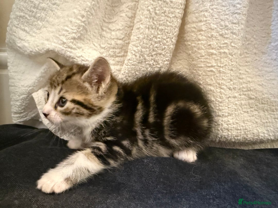 Domestic Shorthair cats for sale: 5 gorgeous kittens for sale - Image 6