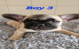 French Bulldog dogs for sale: 🐶3 french bulldogs left, price reduced £500🐶 - Image 15