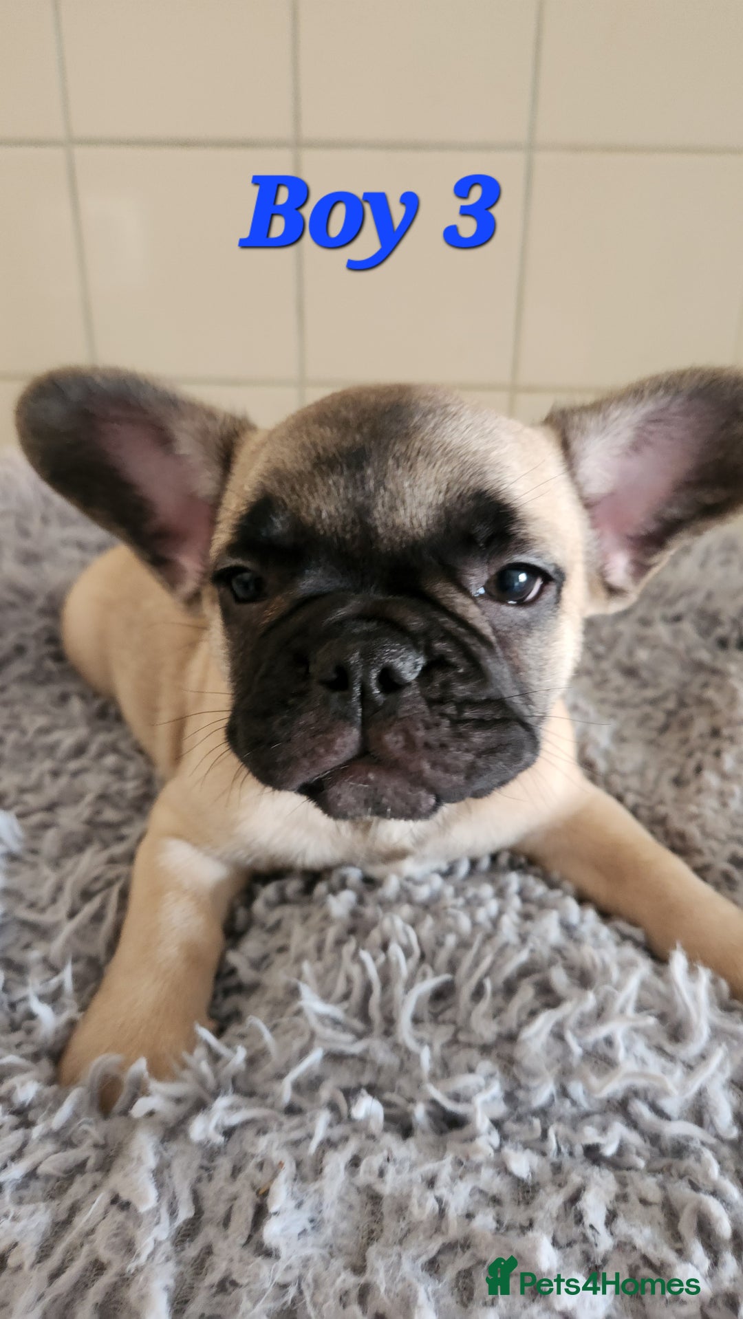 French Bulldog dogs for sale: 🐶3 french bulldogs left, price reduced £500🐶 - Image 15