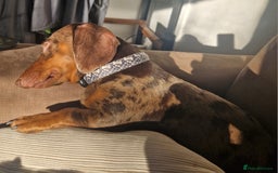 Dachshund dogs for stud: * STUD* Gorgeous daple dachshund  - Image 6