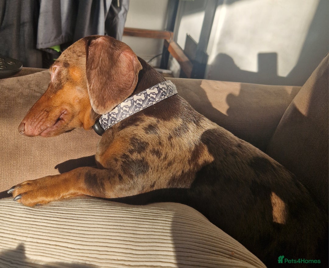 Dachshund dogs for stud: * STUD* Gorgeous daple dachshund  - Image 6