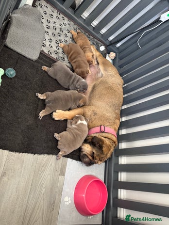 English Bulldog dogs - Advert 4