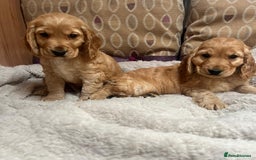 Cockapoo dogs for sale: cockapoo puppy's cv67ee - Advert 4