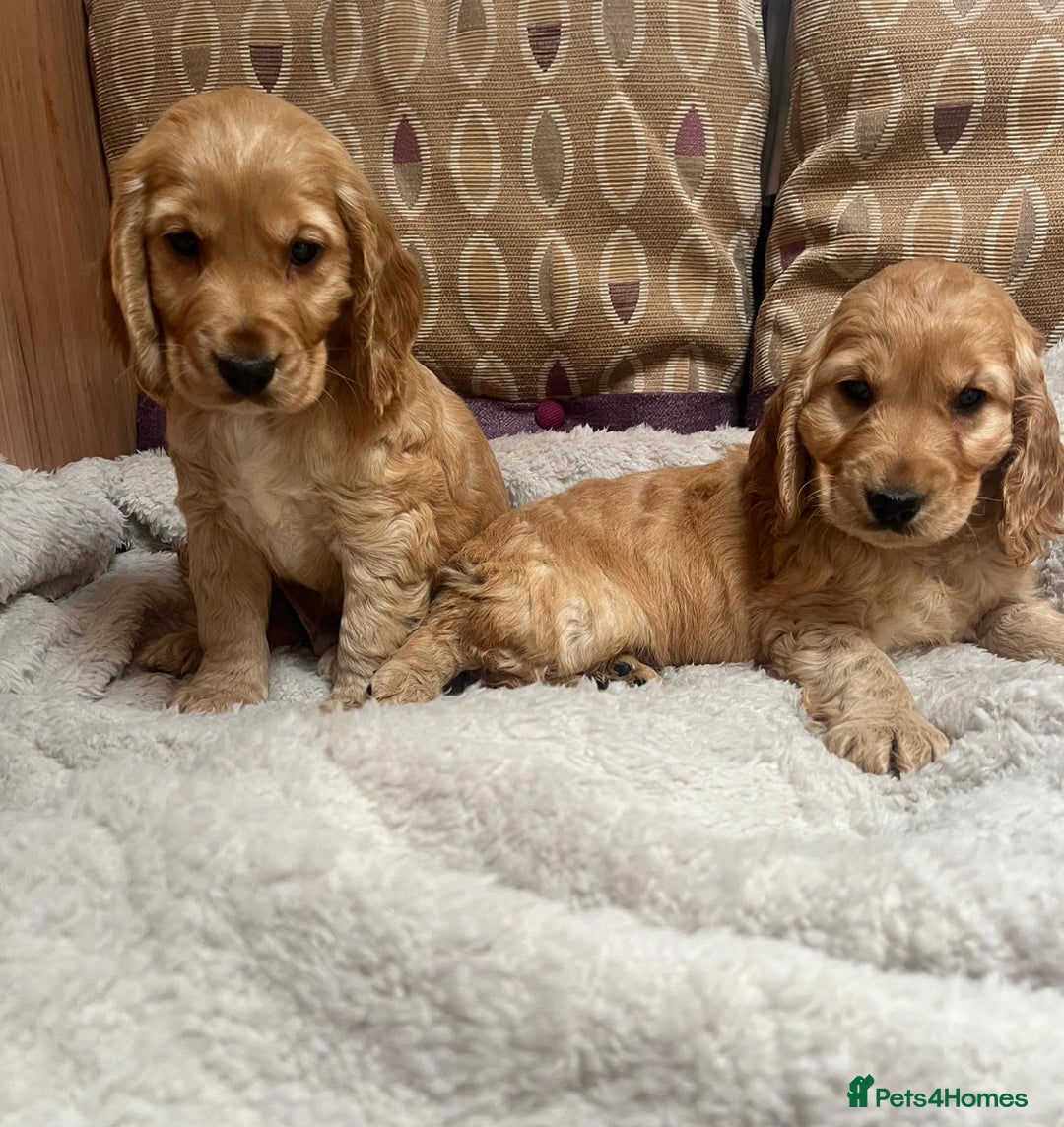 Cockapoo dogs for sale: cockapoo puppy's cv67ee - Advert 4