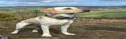 Labrador Retriever dogs for stud: White Labrador stud in Morpeth - Advert 11