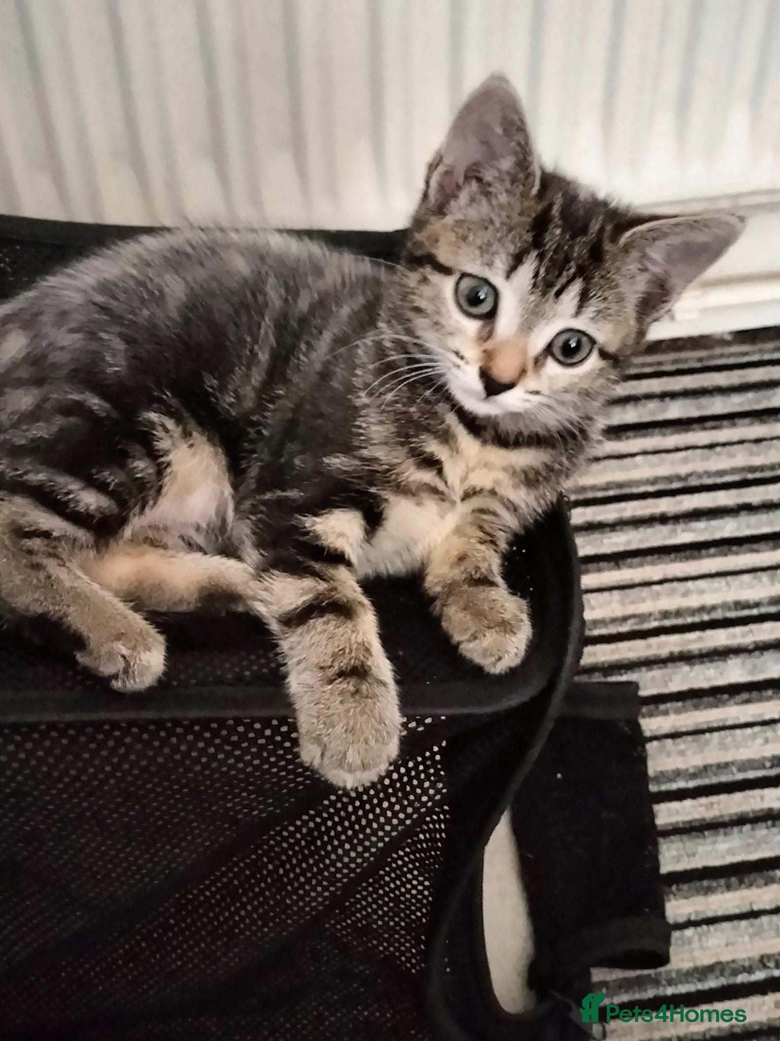 Mixed Breed cats 3 Beautiful fluffy sliver tabby kittens for sale - Advert 16