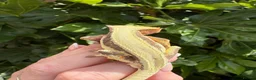 Gecko reptiles for sale: Lily white crested gecko  - Advert 3