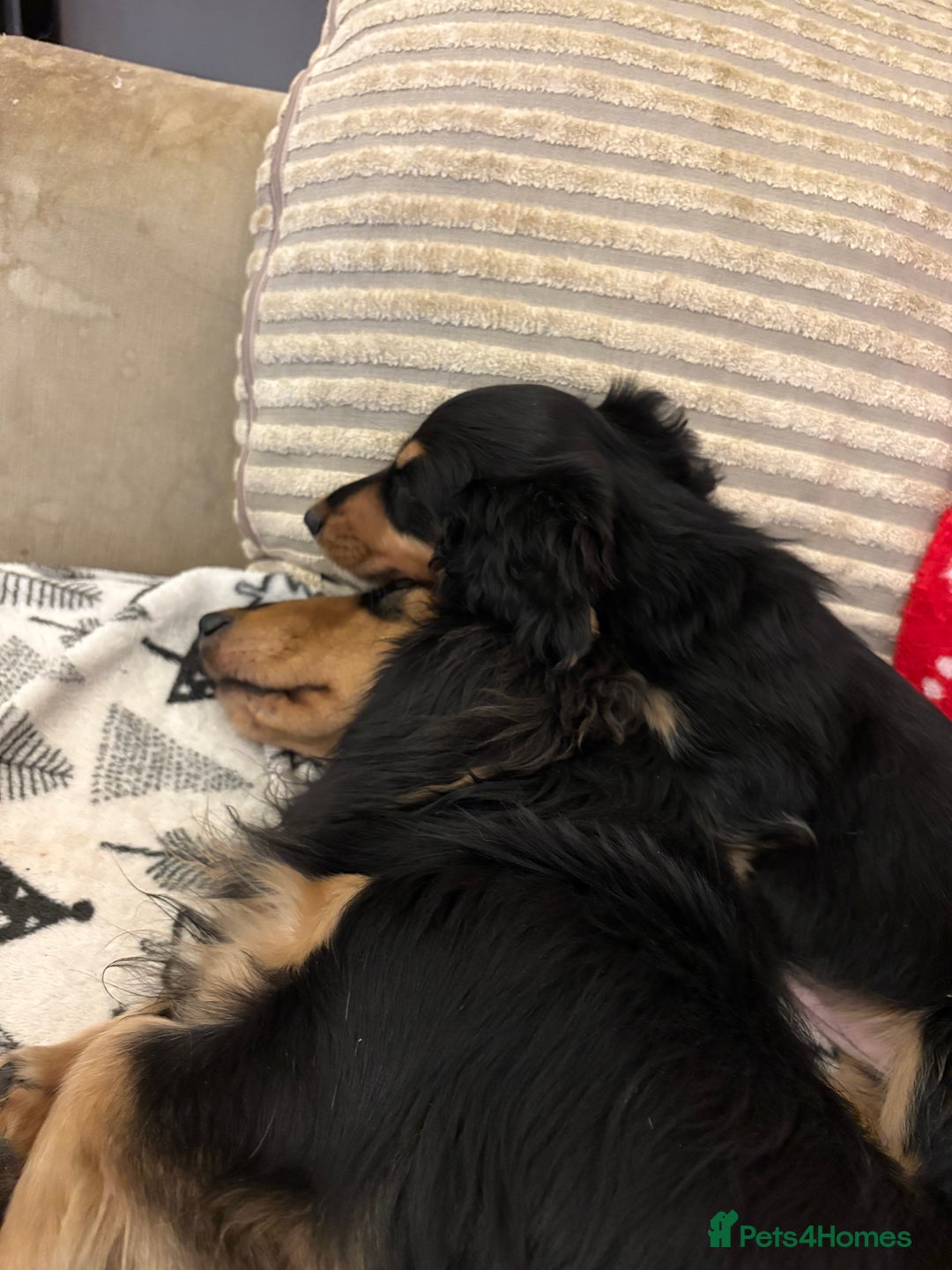 Miniature Dachshund dogs for sale: Miniature Longhair Dachshund Boy - Advert 3